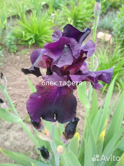 Ирис