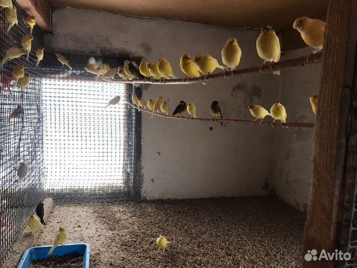 Кенара и канарейки