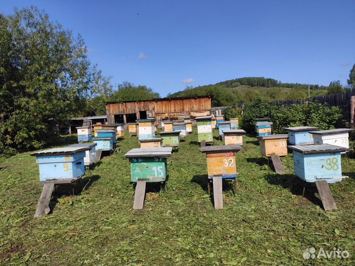 Пасека стационарная