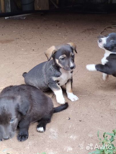 Щеночки от маленькой собаки