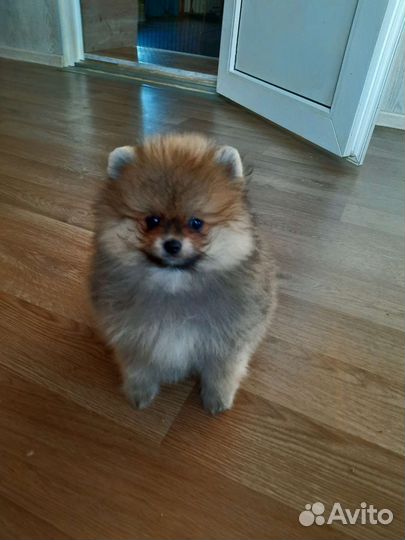 Померанский шпиц,есть выбор