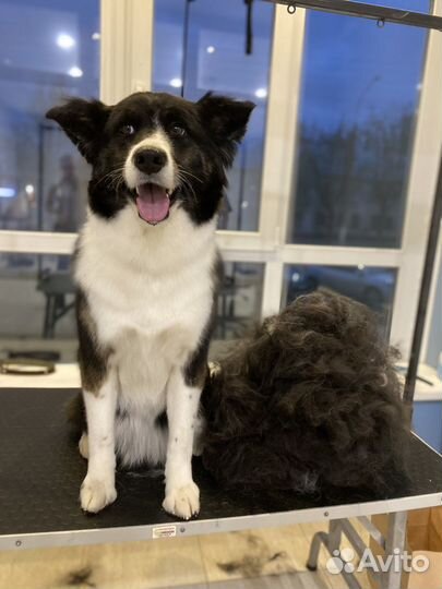 Экспресс-линька, груминг собак И кошек