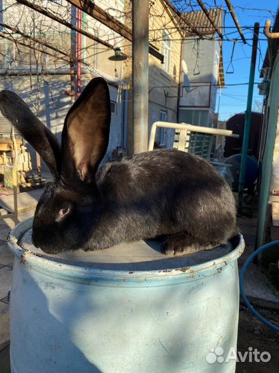 Кролики Великаны