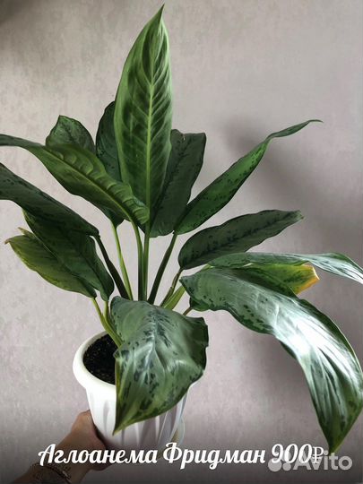 Комнатные цветы