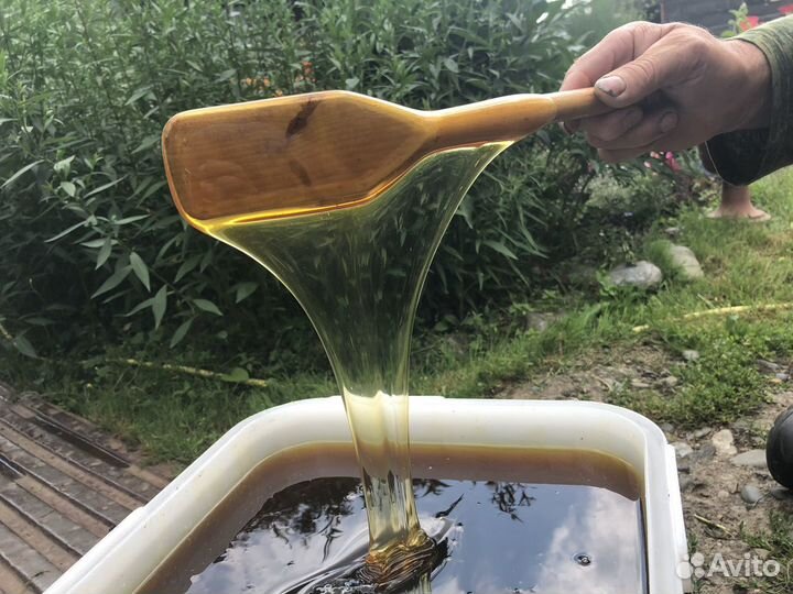 Мёд Алтайский дягилевый таёжный без посредников