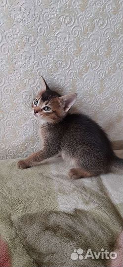 Абиссинский метис