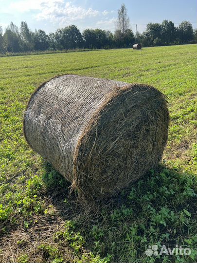 Бюджетное сено в рулонах