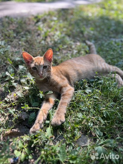 Котенок рыжий подросток