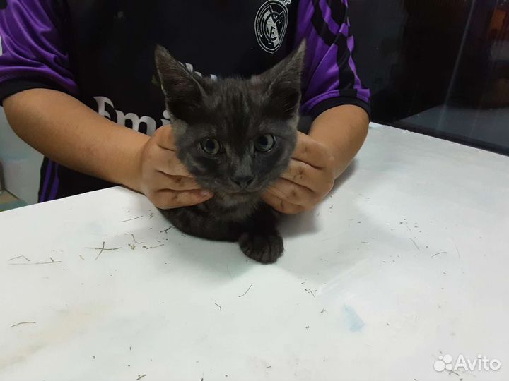 Кошка в дар бесплатно