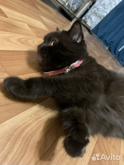 Британская кошка бесплатно