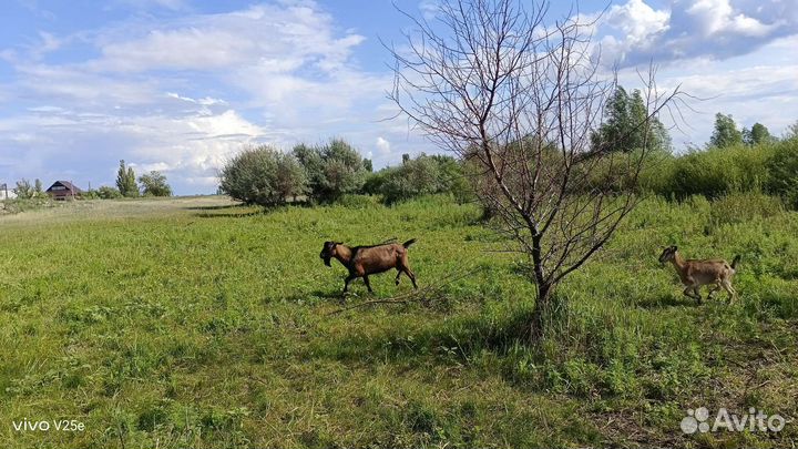 Козел альпийский