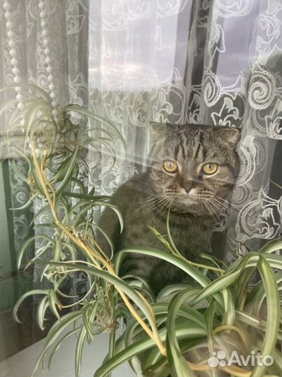 Британский кот бесплатно