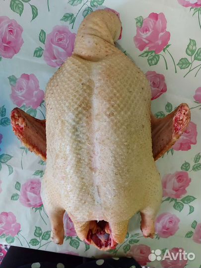 Домашнее мясо птицы