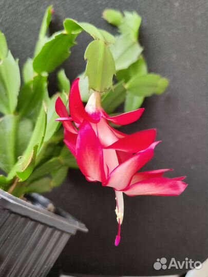 Декабрист шлюмбергера сортовые