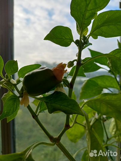 Перец рассада