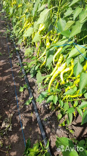 Перец острый