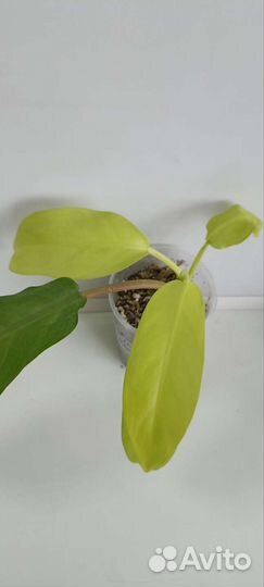 Филодендроны