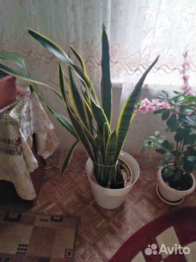Фикус