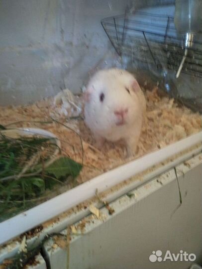 Породистая морская свинка