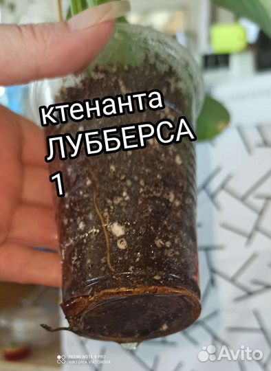 Ктенанта Лубберса