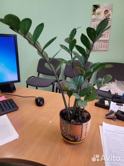 Замиокулькас