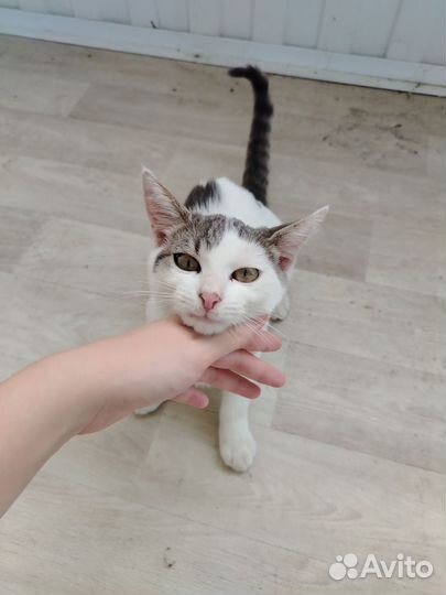 Бездомный котенок ищет дом