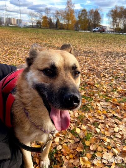 Спасите Заю из приюта