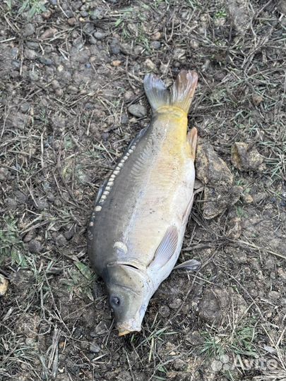 Карп зеркальный