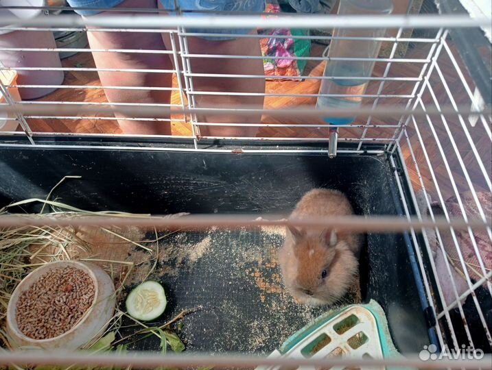 Декоративные карликовые кролики