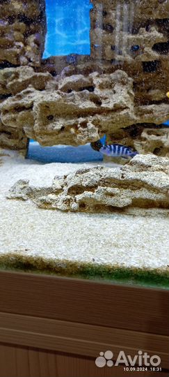 Аквариумные рыбки