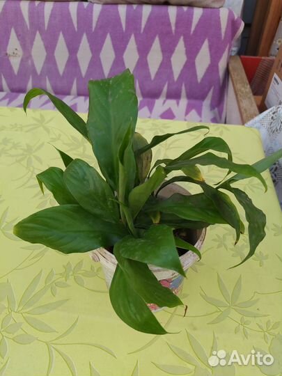 Женское счастье