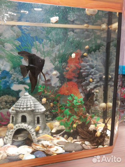 Улитки-ампулярии