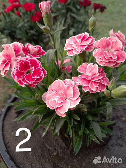 Гвоздика вегетативная