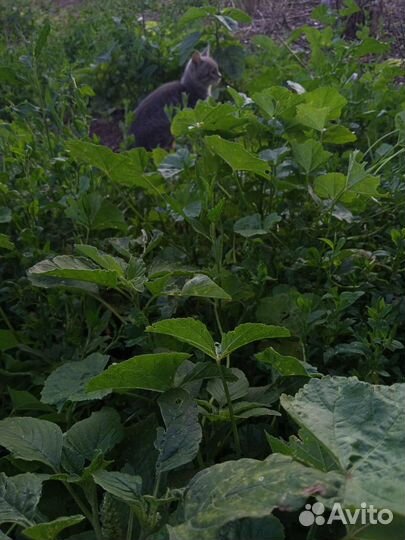 Котёнок