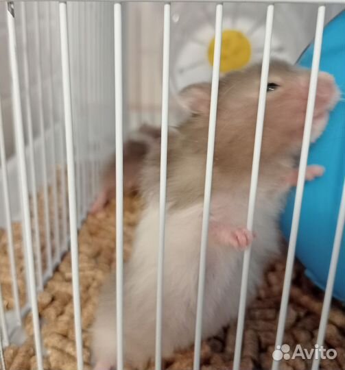 Продам хомячков