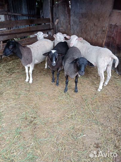 Бараны дорпер