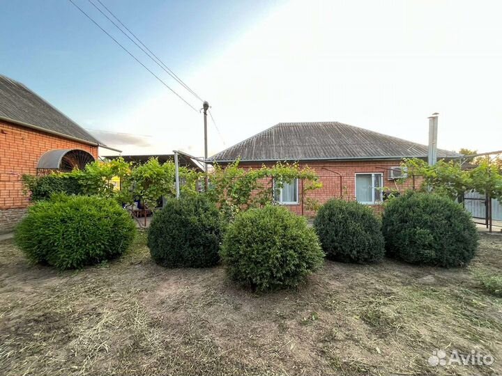 Самшит кусты