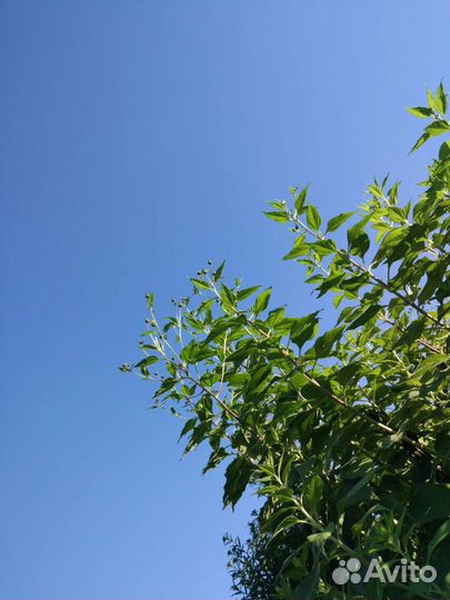 Топинамбур