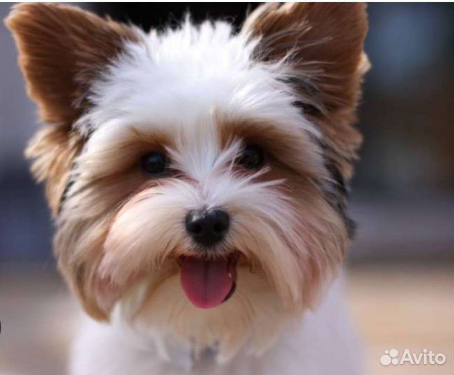 Бивер йорк девочка