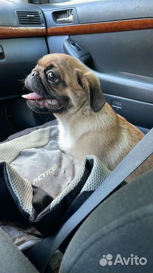 Щенки мопса мальчик