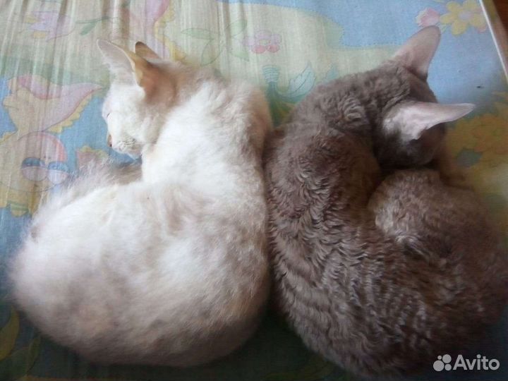 Сыночек Корнешонок