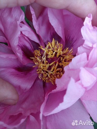 Пион древовидный