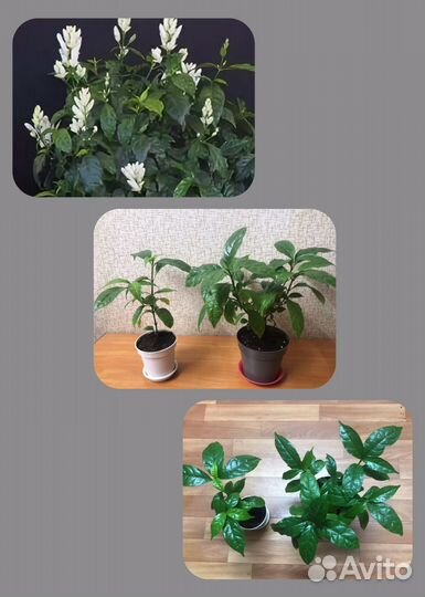 Комнатные растения