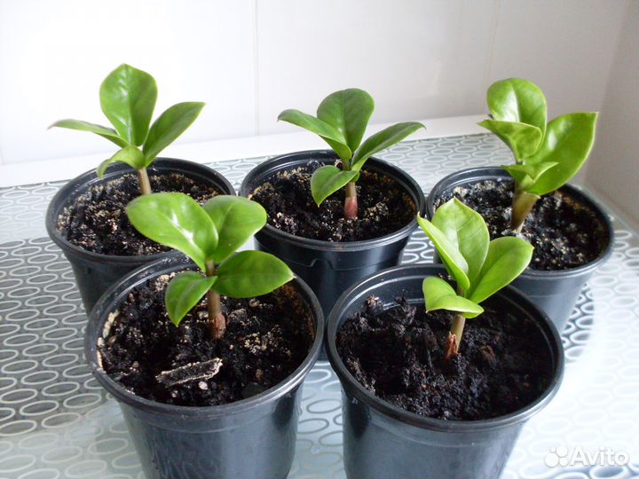 Детский садик