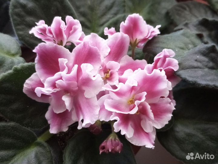 Фиалки сортовые