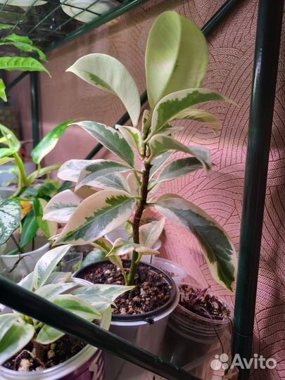 Фикус Мелани вариегатный