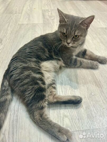 Продам шотладского мальчика