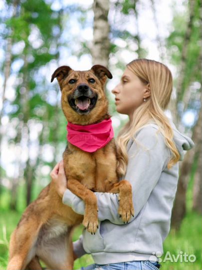 Небольшая ласковая собака Юла ищет дом