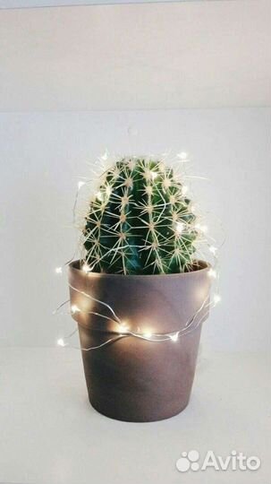 Кактус для связи