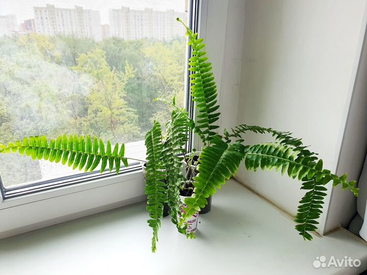 Папоротник комнатный молодые растения